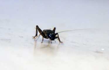 Bug invasion taking over students’ rooms