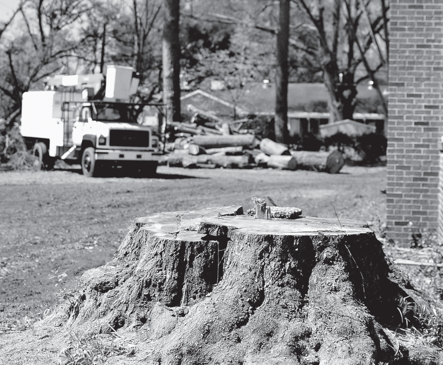 All thats left of the giant oak tree at the CCM is a stump