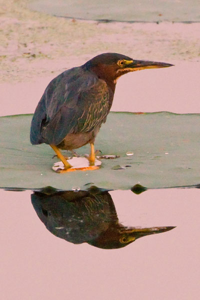 A ULM student’s photo of a bird was chosen by Adobe for display on its website.