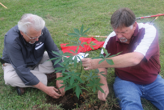 Trees planted in honor of ULM veterans