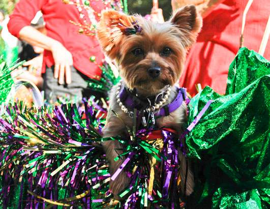 Pet parade continues Mardi Gras tradition, promotes local shelters