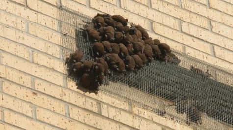 Bats force Sugar Hall shutdown, class relocation