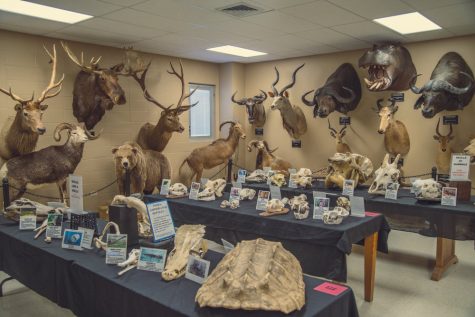 Natural history museum to expand