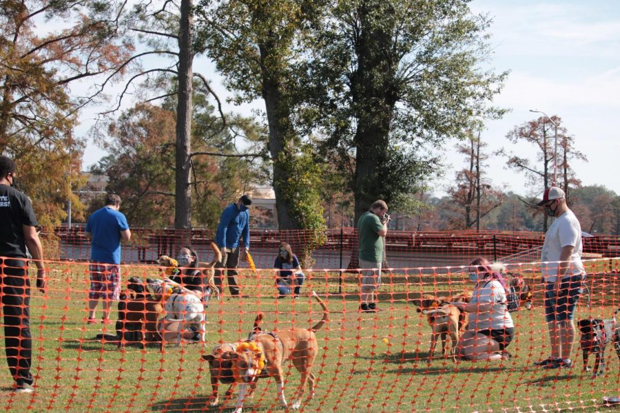 Tihar+festival+honors+dogs%2C+unites+campus+to+community