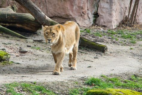 Zoos should take better care of animals