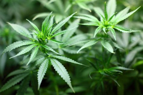 Legalize marijuana in US