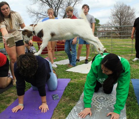 Students relax with rage room, goat yoga