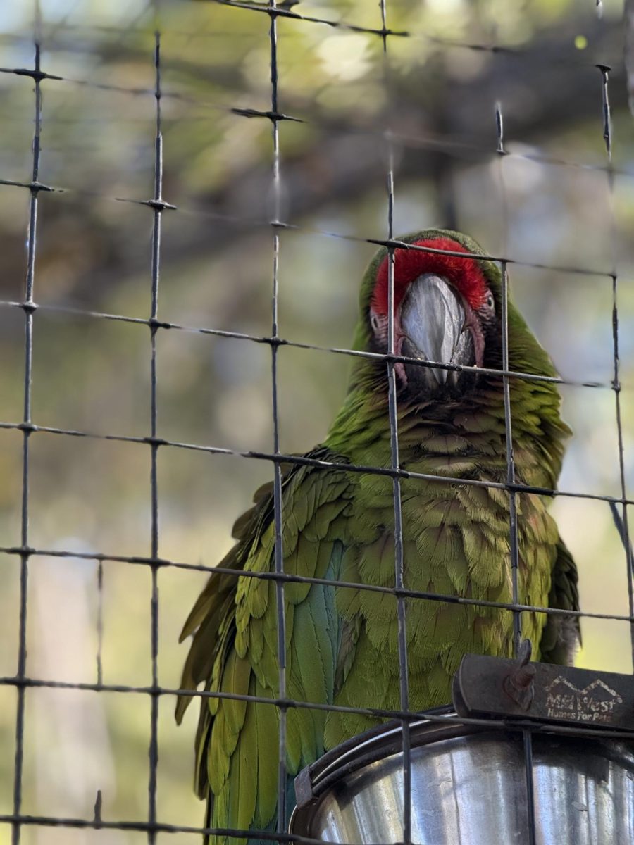 Inside the heart of Monroe’s ‘wild’ side