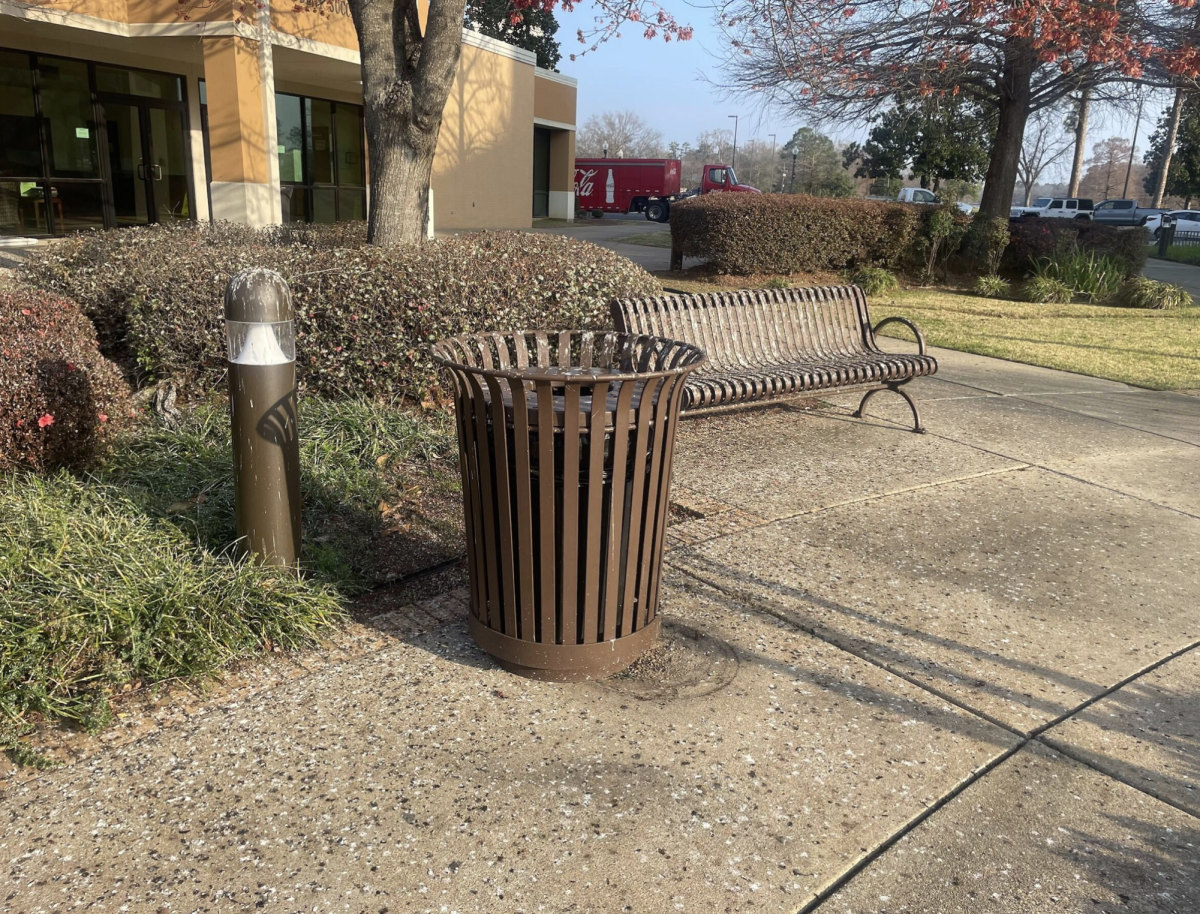 What the Hawk: Campus Birds